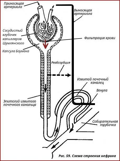 Схема строения нефрона анатомия. Схема строения нефрона почки. Строение почечного нефрона процессы. Схема основных процессов в нефроне почки человека.