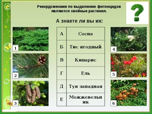 Фитонциды хвойных растений. Растения выделяющие фитонциды. Хвойные растения таблица. Выделение фитонцидов растениями.