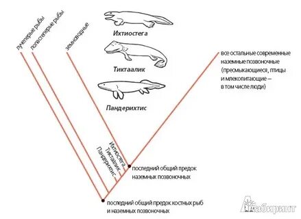 Потомки общего предка это