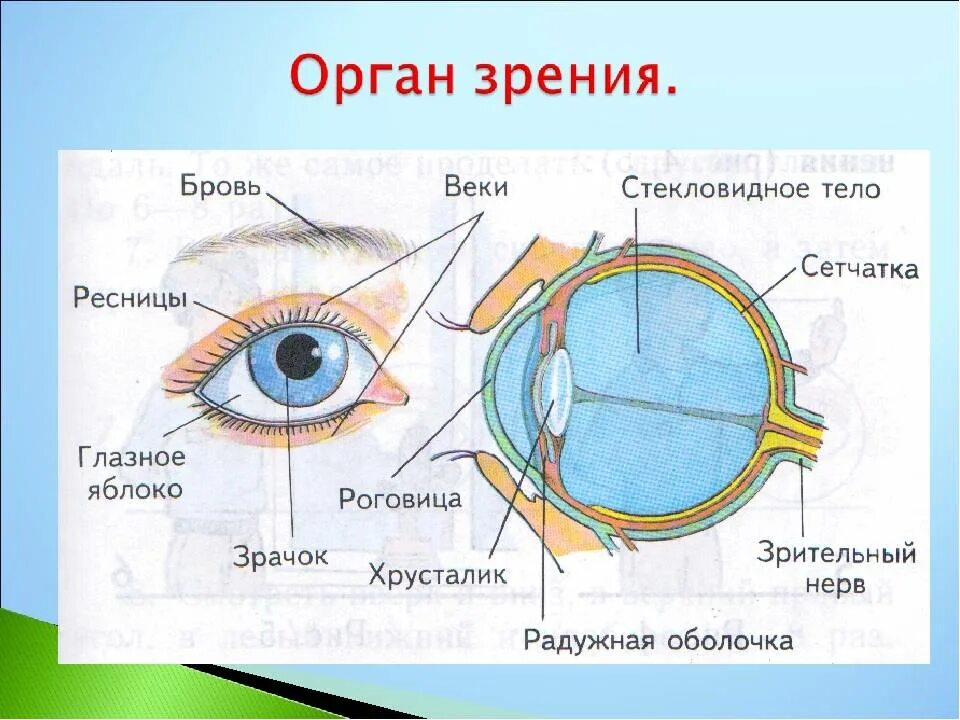 Органы чувств появились у. Строение органа зрения (строение глазного яблока).. Органы чувств строение глаза. Орган зрения анатомия строение. Биология 8 класс структура глаза человека.