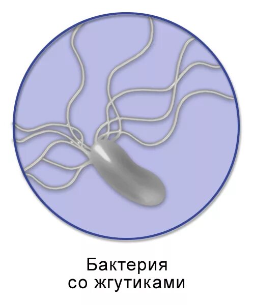 Расположение жгутиков по всей поверхности клетки Микроэволюция и макроэволюция. Естественный отбор