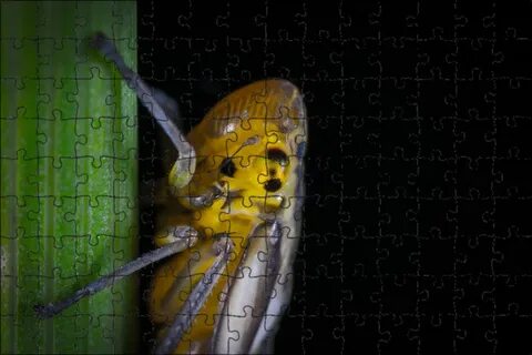 4 новые насекомые