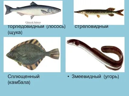 Камбала ударение