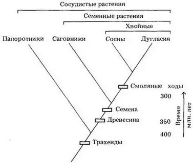 Тест эволюция растений