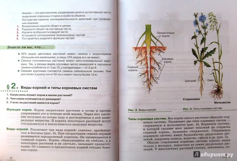 Пасечник многообразие покрытосеменных. Биология Пасечник 6 класс Покрытосеменные растения. Биология 6 класс Пасечник. Растения из учебника биологии. Учебник по биологии растения.