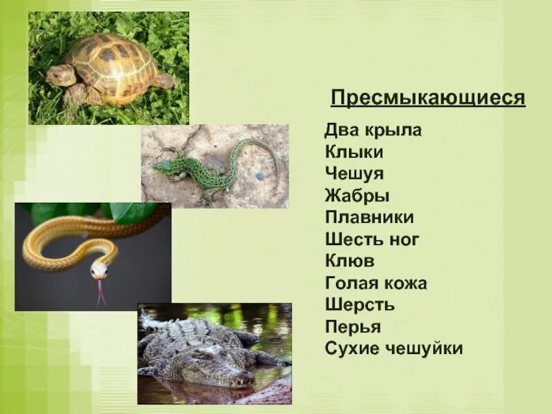 Проект развитие животных 3 класс окружающий мир. Размножение зверей 3 класс окружающий мир. размножение и развитие животных 3 класс окружающий мир. размножение пресмыкающиеся 3 класс окружающий мир. пресмыкающиеся размножаются.