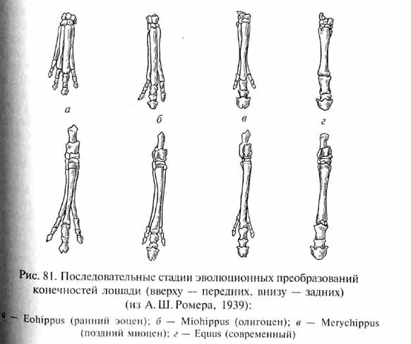 Ноги непарнокопытных. Строение конечностей непарнокопытных. непарнокопытные строение пальцев. строение конечностей копытных. строение копыта парнокопытных.