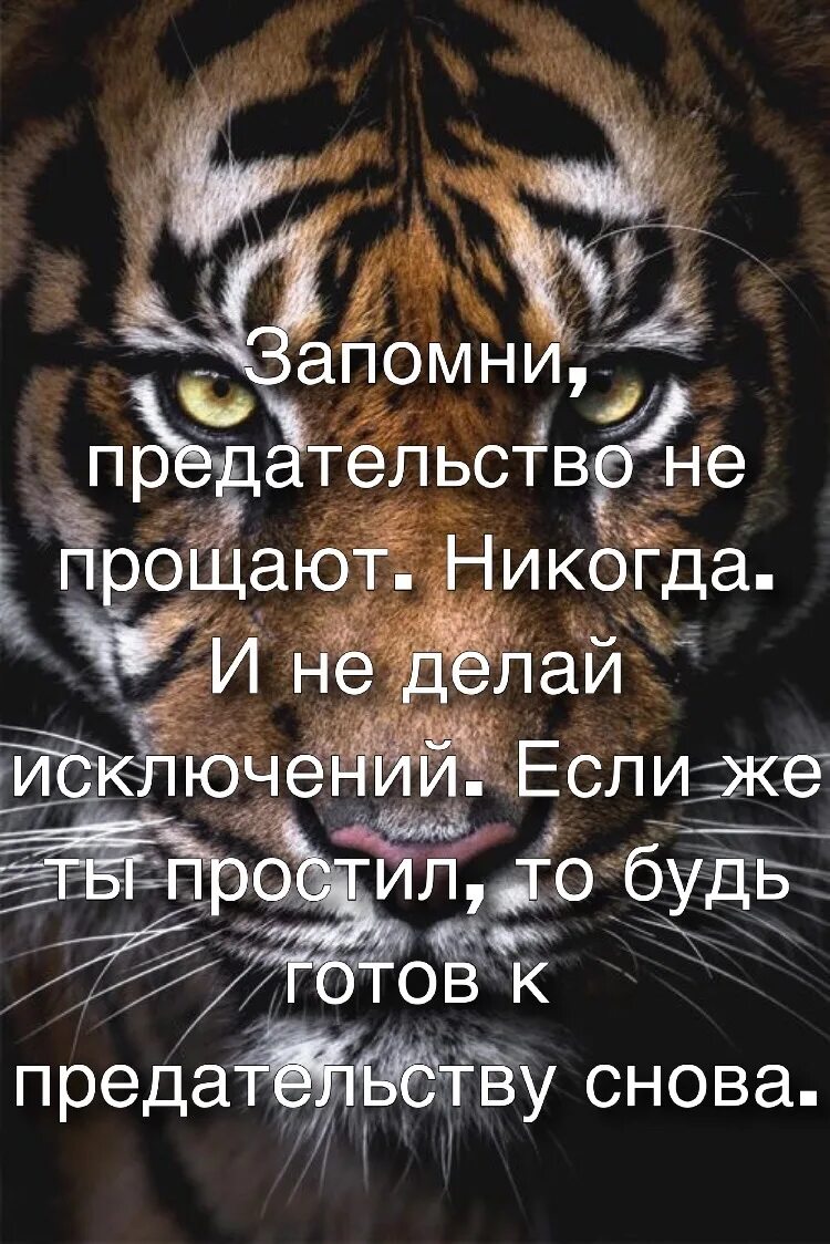 Не будет прощено никому. Предателей не прощают. Никогда не прощу предательство. Не Прощай предательство. Никогда не Прощайте предательства.