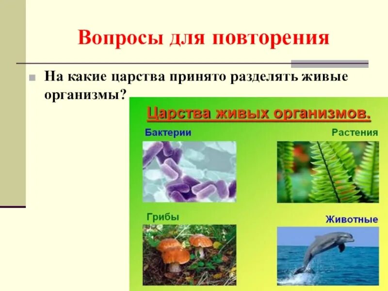 В природе известно царств живых организмов. Живые организмы. Царство растений животных грибов. Живые организмы делятся на. 5 Царств живых организмов.