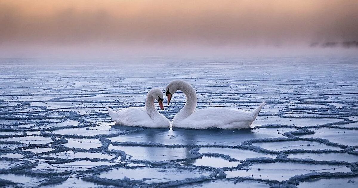 Лебедь фото. Лебедь на суше. Лебеди картинки красивые. Красивые лебеди. Лебедь шипун.