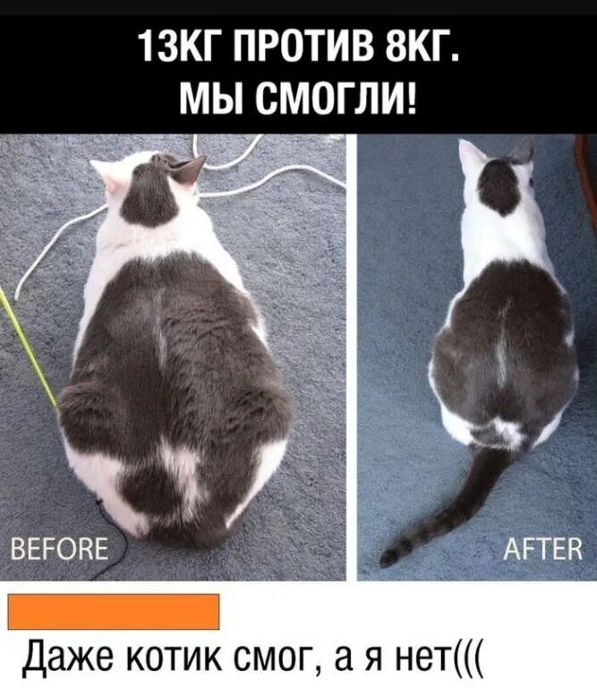 Кот похудел не есть. Ожирение у кошек. кот худеет. толстый и худой котята. кот похудение.