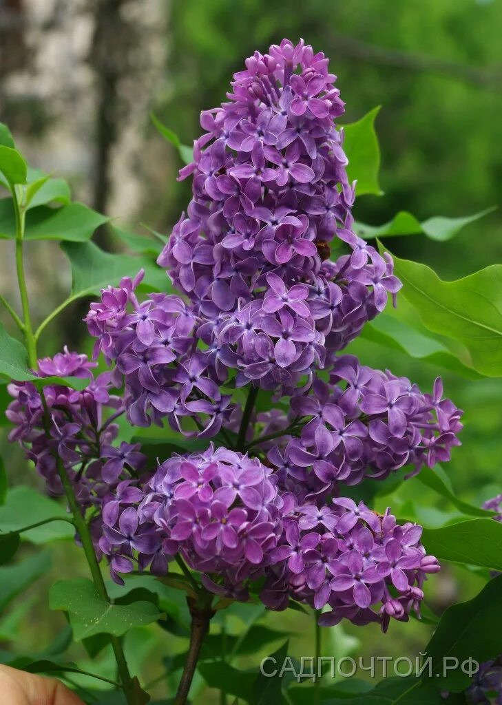 Сирень Syringa. Сирень обыкновенная sumerki. Сирень обыкновенная (сорт 'Charles Joly'). Сирень даром