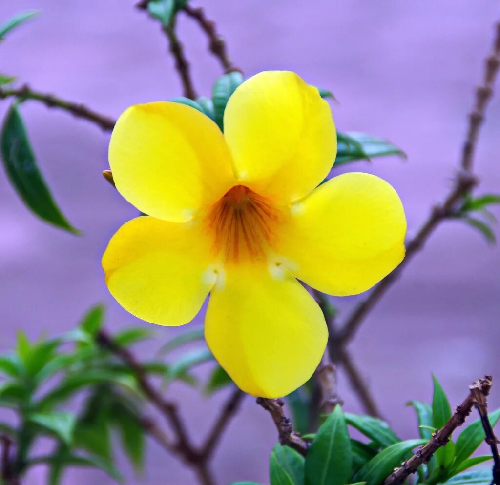 Allamanda cathartica. Алламанда желтая. Желтый цветок с оранжевой серединой с пятью лепестками. Алламанда цветок фото.