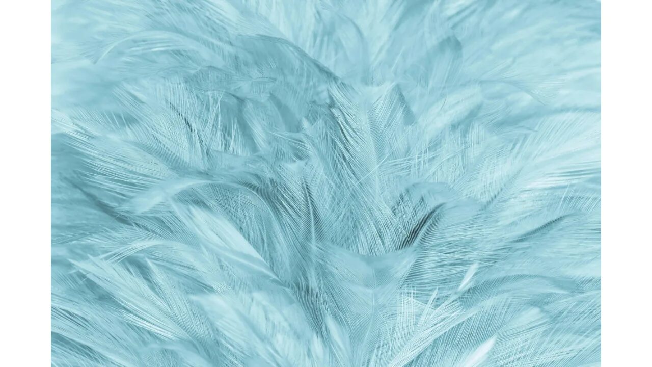 Soft feather