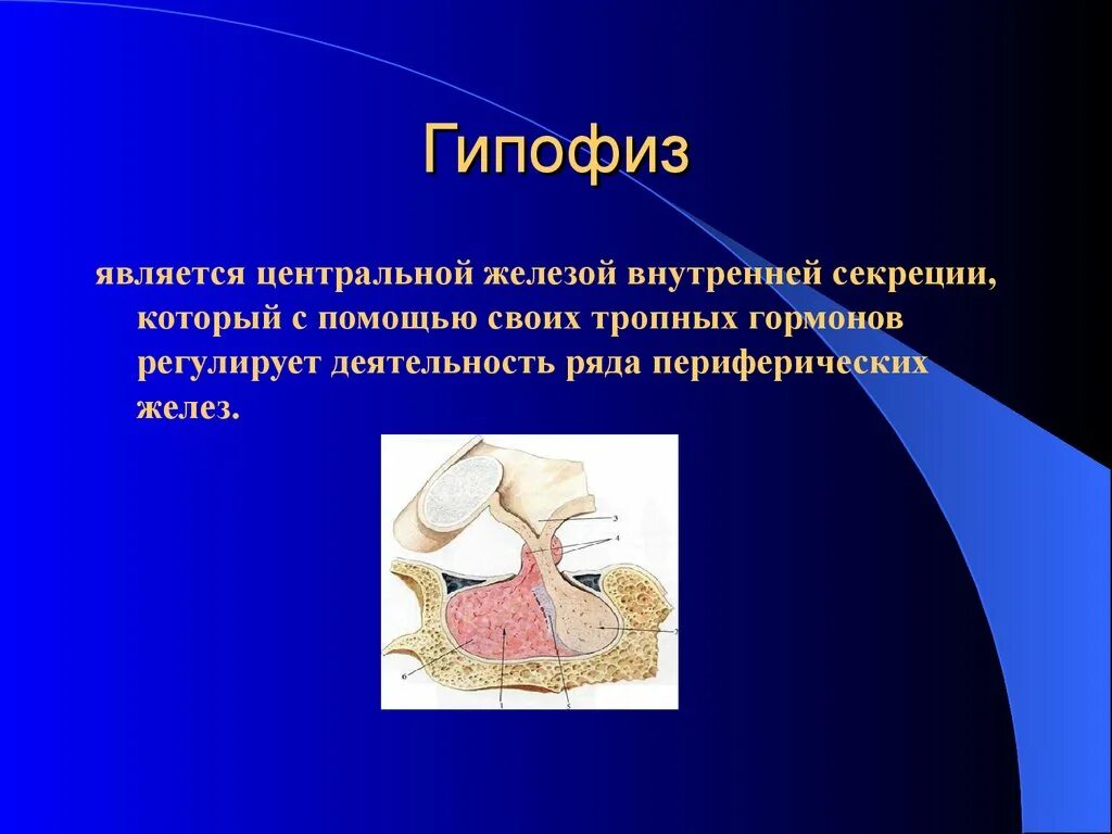 Гипофиз. Гипофиз это железа. Гипофиз железа внутренней секреции. Гипофиз (питуитарная железа) гормон.