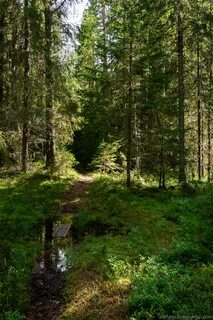 В лесу тишь какая