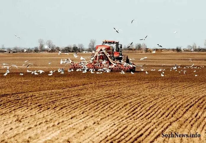 Белорусский колхоз. Колхозы и совхозы в белоруссии. Коллективные хозяйства белоруссии. Беларусь колхоз. Колхозы в белоруссии.