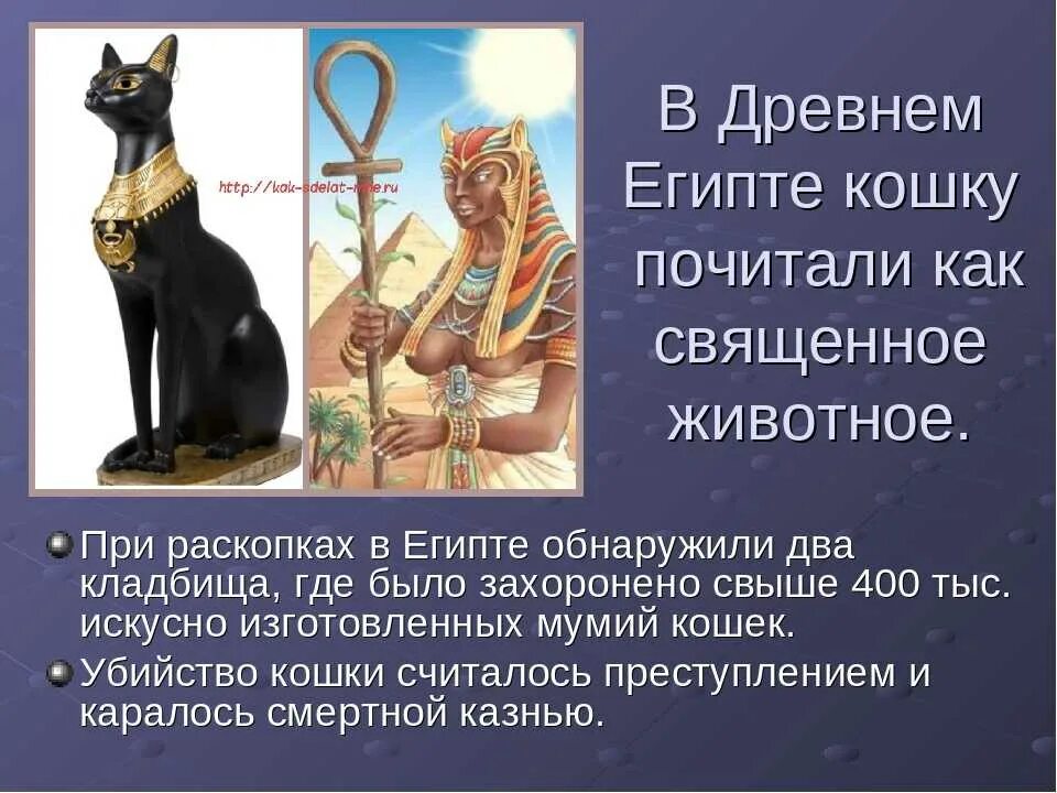 Каким животным поклоняются