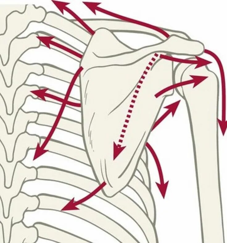 A circumflexa scapulae
