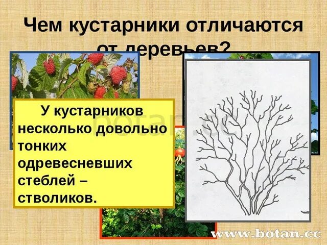 Тест кустики 4 класс с ответами. Картинки кустарников с описанием. Кустарники презентация для дошкольников. Деревья кустарники травы. Строение кустарника.