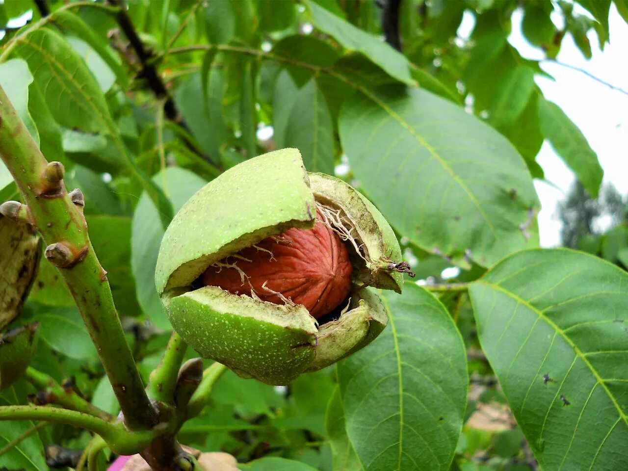 Сколько растет орех. Орех грецкий (Juglans Regia). Орех маньчжурский (Juglans nigra l.). Грецкий орех сорт Астаховский. Дерево грецкого орех Астаховский.