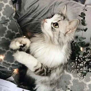 Топ кошачий