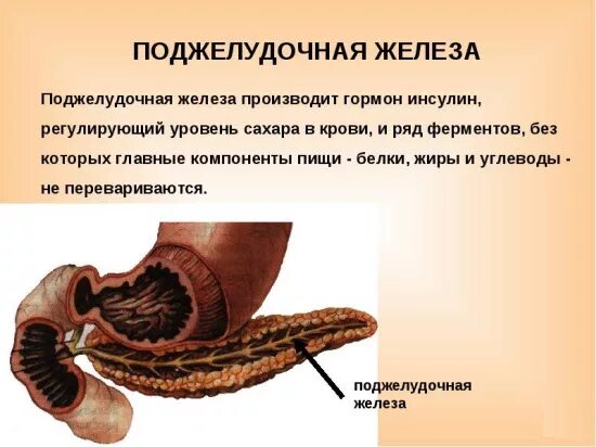 строение поджелудочной железы кратко. функции поджелудочной железы в пищеварении. поджелудочная железа анатомия функции. какую роль играет поджелудочная. что такое панкреатит поджелудочной.