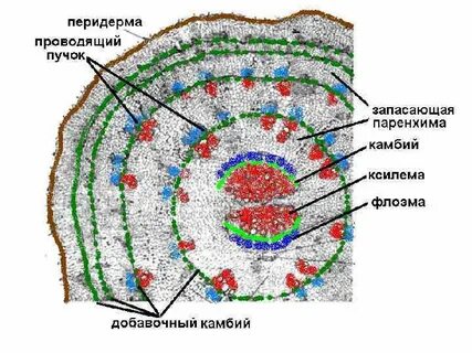 Эндодерма какая ткань