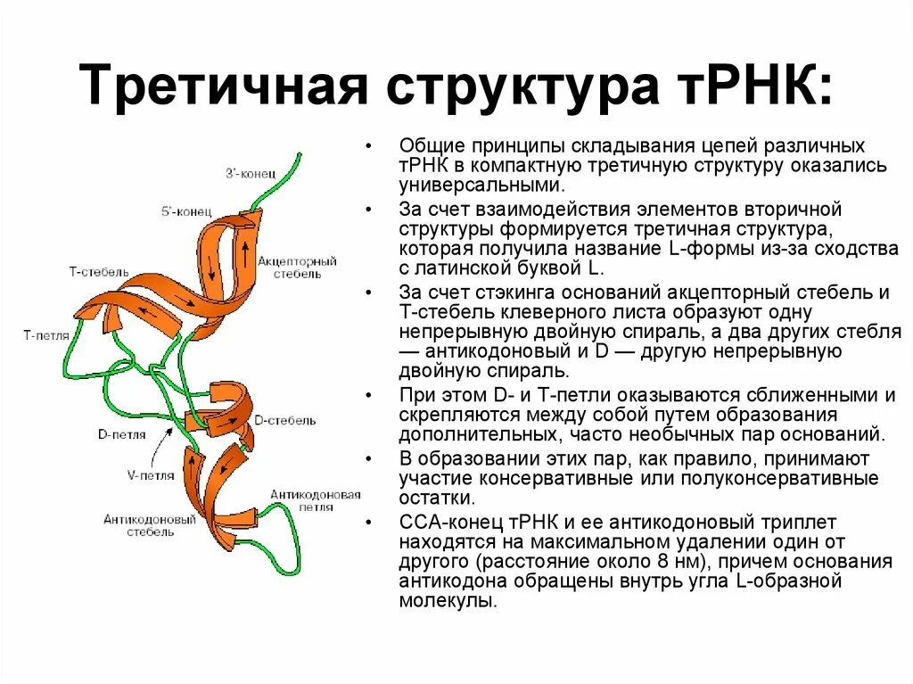 Вторичная и третичная структура РНК. Структуры РНК первичная вторичная и третичная. Первичная вторичная и третичная структура ТРНК. Характеристика первичной вторичной и третичной структуры ТРНК.