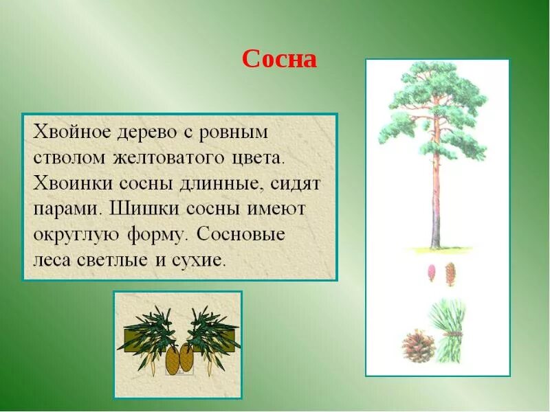 Хвойные деревья сосна.