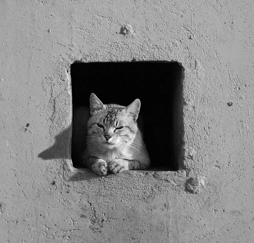 Кот квадратный какая. Квадратный кот. Квадратный кот юмор. Кот в квадрате. Кот квадратная картинка.