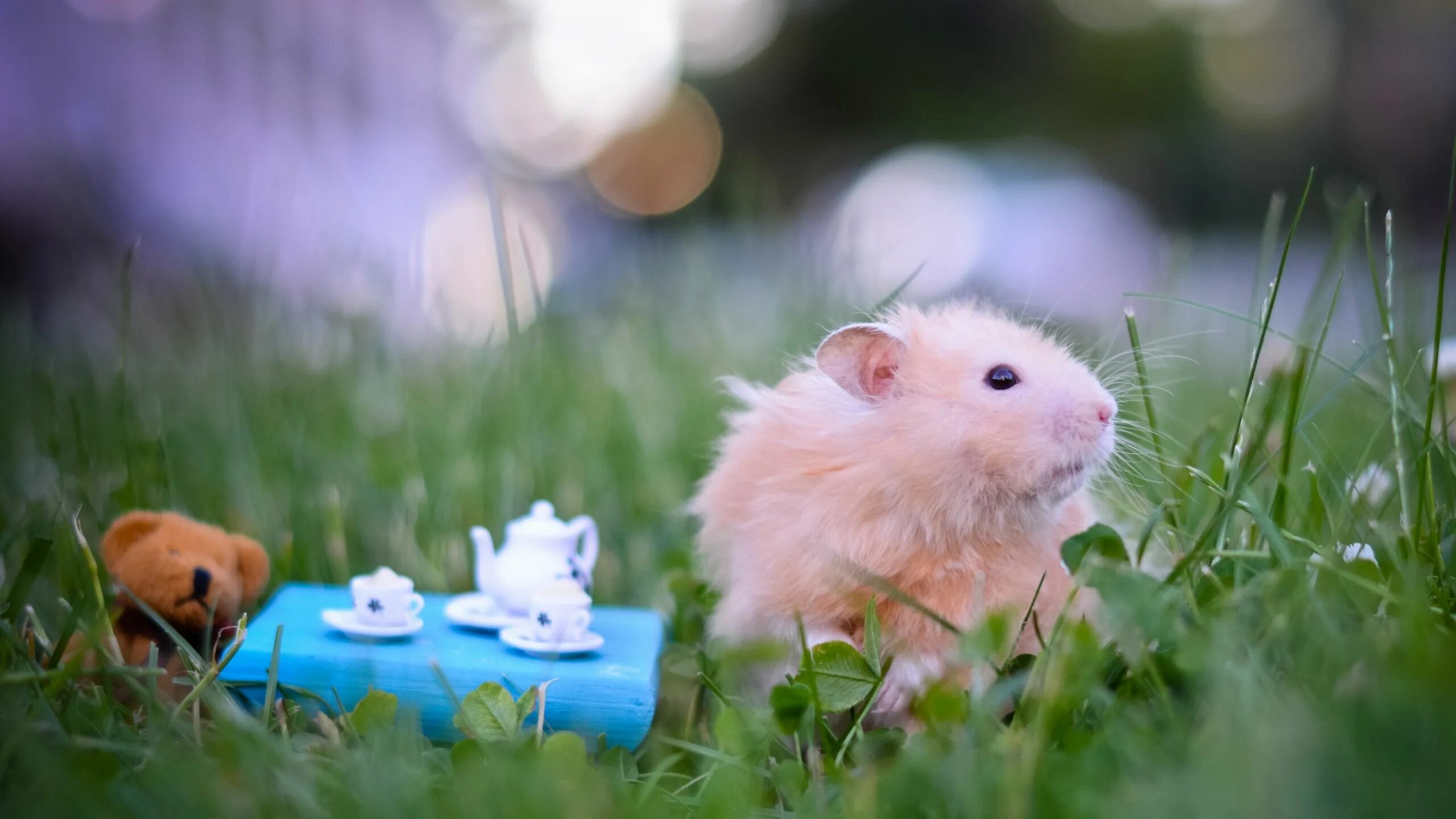 Картинки животных хомяков Épinglé sur Hamster Animaux mignons drôles, Bébés animaux mignons, Animaux migno
