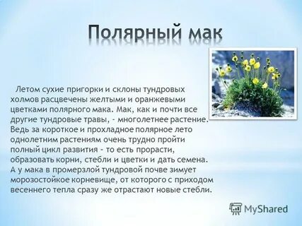 Полярный мак сообщение 4 класс