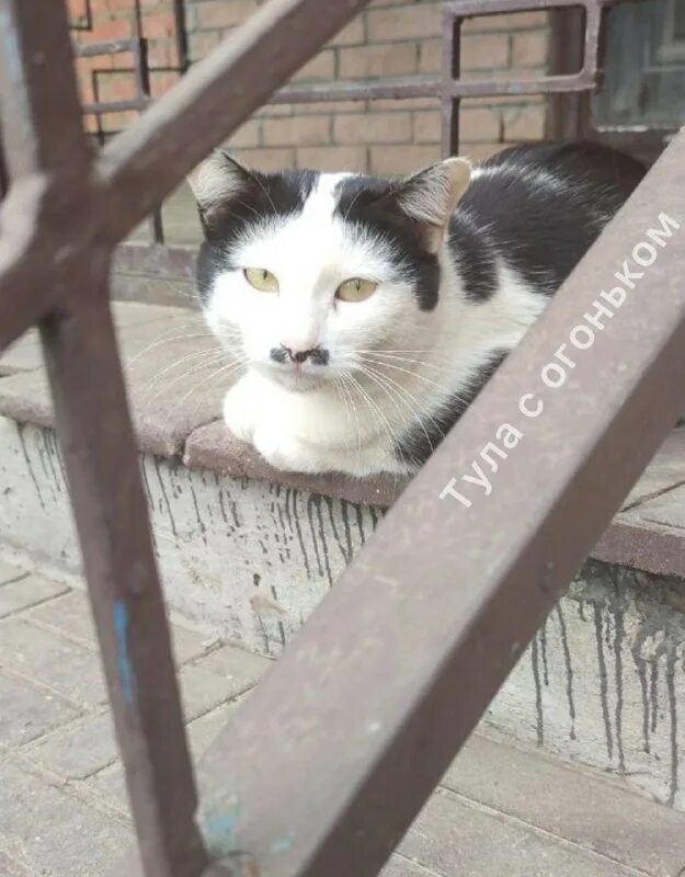 кот усатый озорной