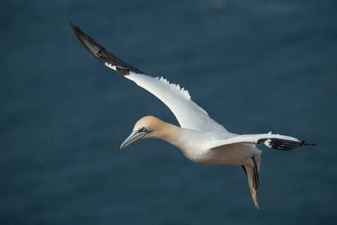 Северная морская птица 6 букв