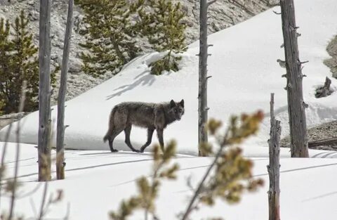 Wolf springs