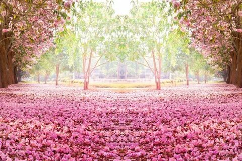 Красивая аллея.