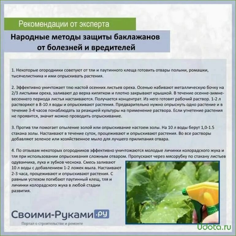 Настой листьев томата применение в огороде