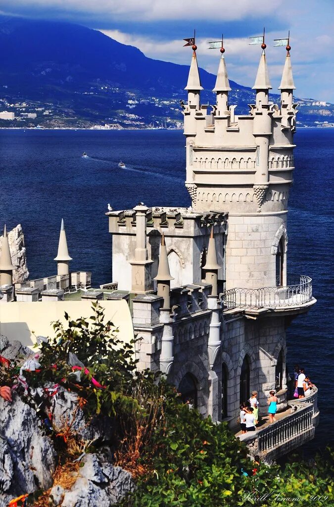 Swallows nest