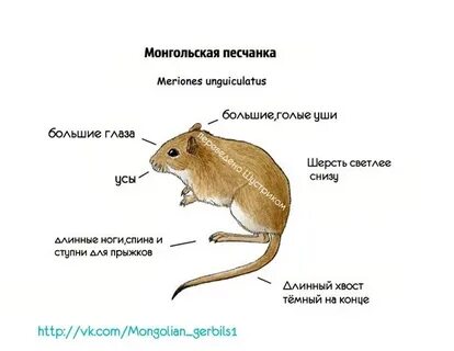Мышь окончание