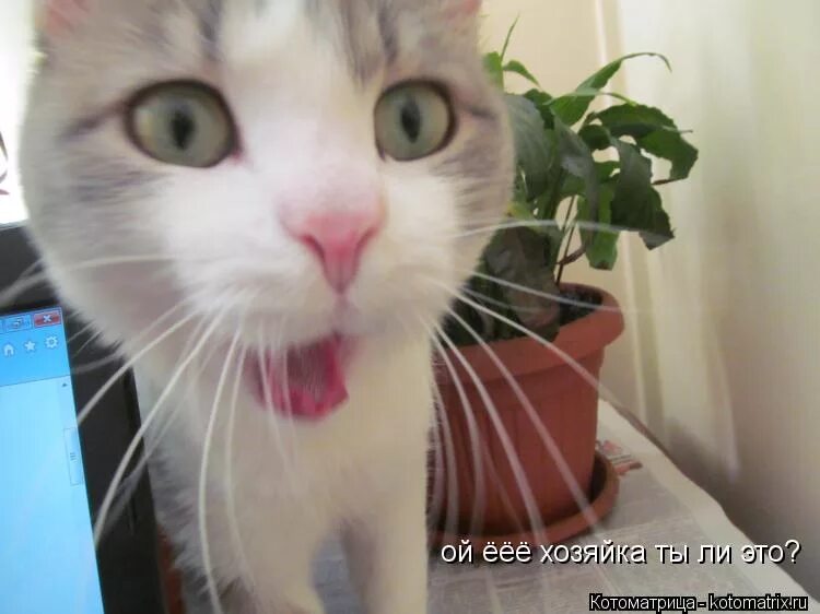 Песня еее еее еее иностранная. Скелет роцк. Оу щит. Оу щит мем. Песня еее еее еее иностранная.