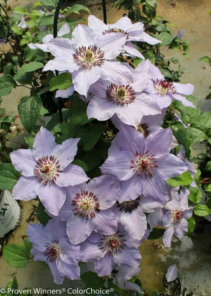 Clematis Gina Lichtnelke Pflanzenversand
