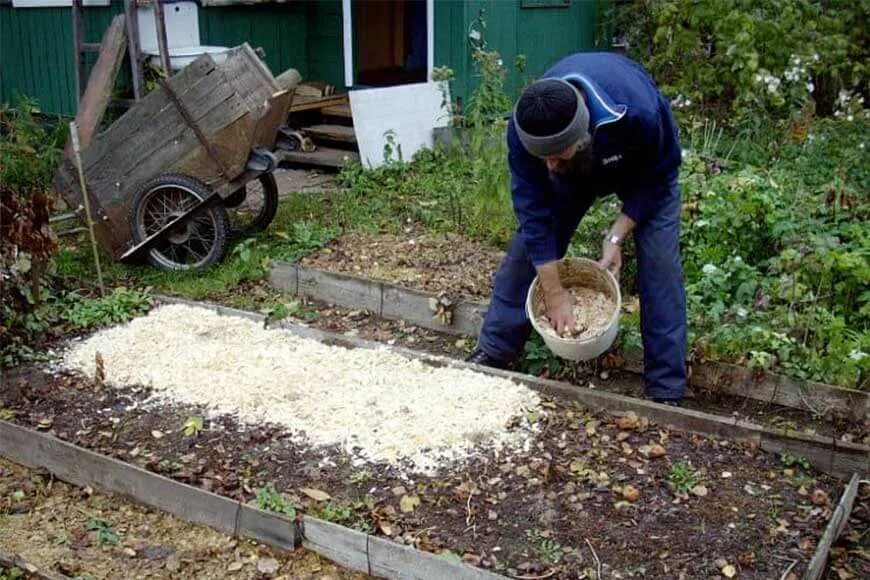 Можно ли свежие опилки. Мульчирование щепой огорода. Мульчирование роз опилками. Стружка древесная для огорода. Древесные опилки для огорода.