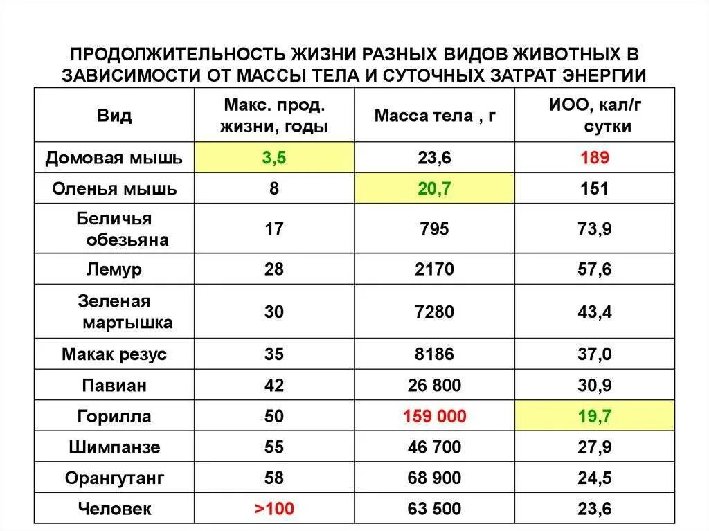 Сколько живут телефоны. Таблица Продолжительность жизни животного. Срок жизни животных таблица 1. Продолжительностьжизнирпзных животных. Продолжительность жизни разных животных.