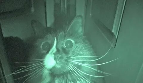 Кот бегает ночью