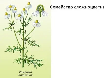 Ромашка аптечная систематическая категория