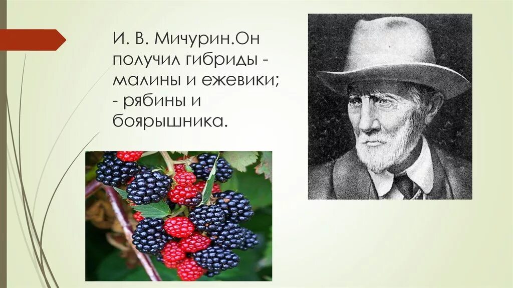 Получил гибридные сорта