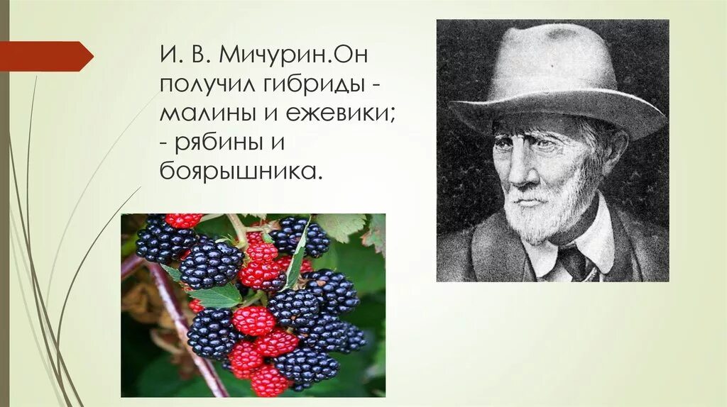 Мичурин метод ментора. Мичурин и.в. (1855-1935). Гибрид мичурин