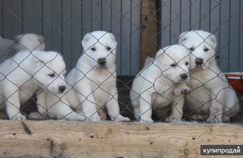 Питомник сао уральский страж. Саженцы декоративных деревьев. Где расположен питомник. Питомник щенков в бишкеке. Где расположен питомник.