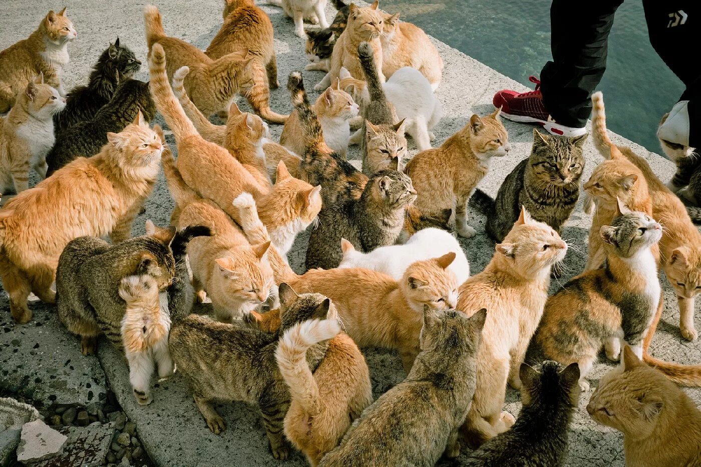 Фото где много. Аосима кошачий остров. Аосима кошачий остров в Японии. Остров Фраджост кошачий остров. Аошима остров кошек.